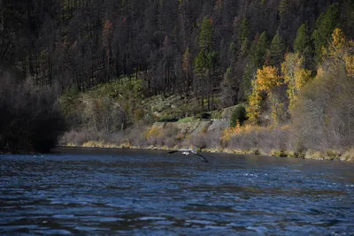 DSC_0248 (Large).JPG